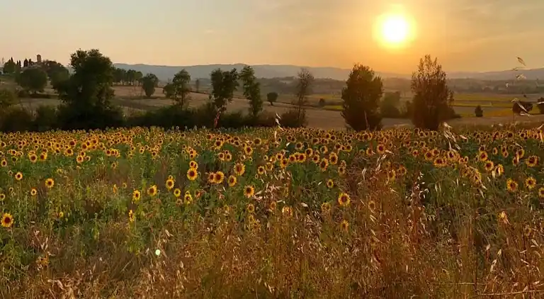 Villa i Marciano della Chiana
