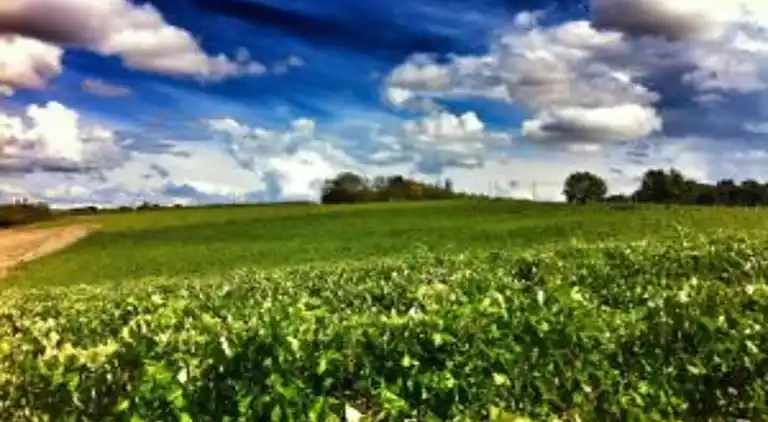 Villa i Marciano della Chiana