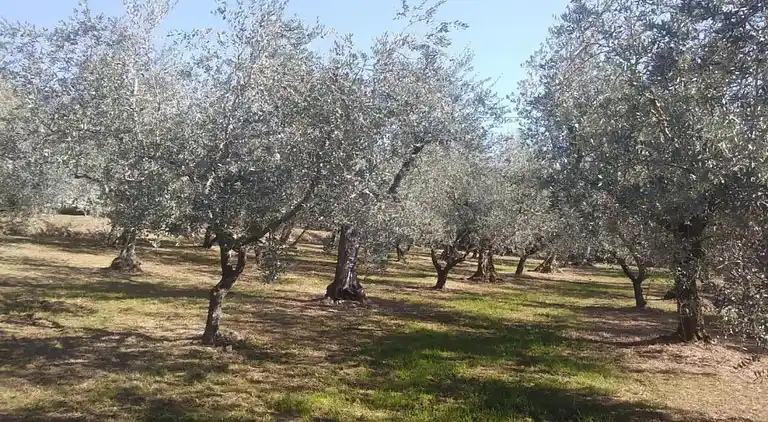 Sommerhus i Capannori