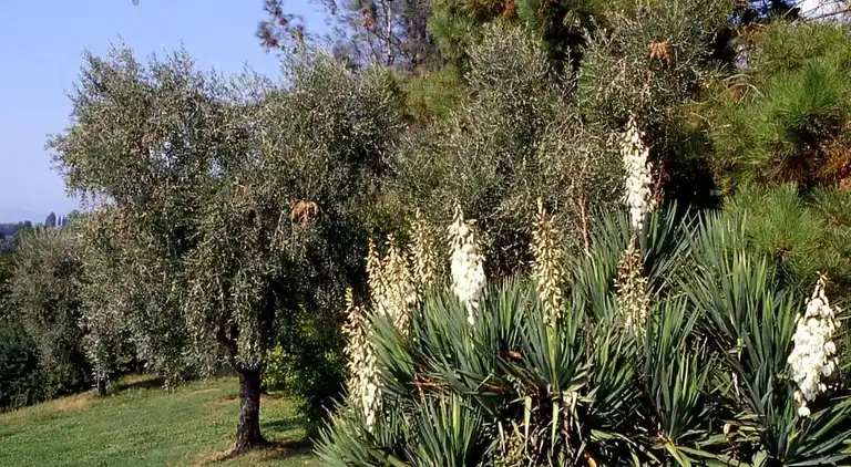 Sommerhus i Capannori