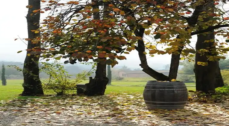 Sommerhus i Capannori