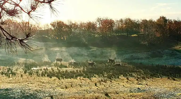 Vakantiehuis in Domburg