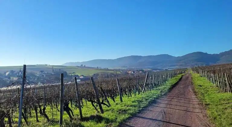 Feriebolig i Wissembourg