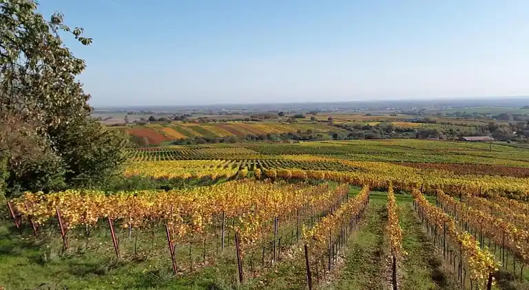 Feriebolig i Wissembourg