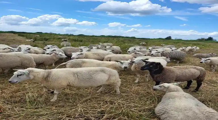 Vakantiehuis in Giethoorn