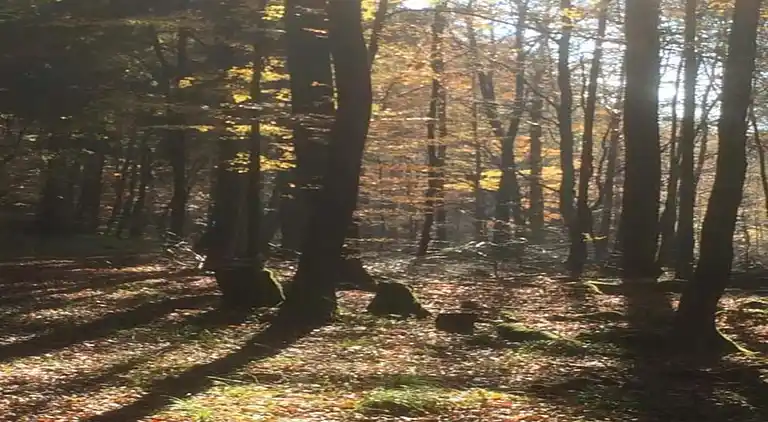 Holiday home in Oberharz am Brocken