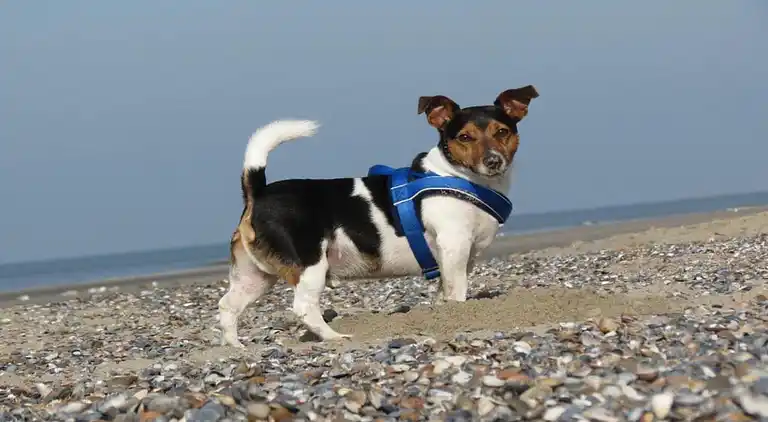 Leilighet i Malinska