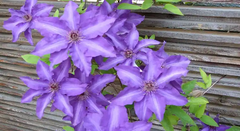 Vakantiehuis in Kötzschenbroda