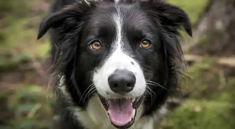Cottage in Dorrington