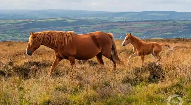 Cottage in Dorrington