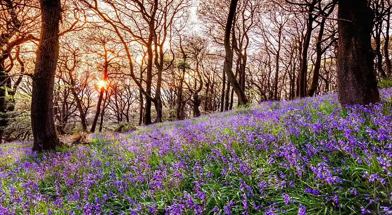Cottage in Dorrington