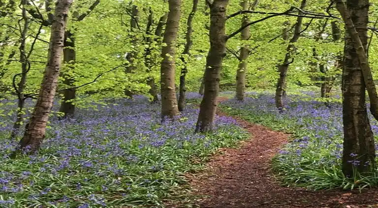 Cottage in Dorrington