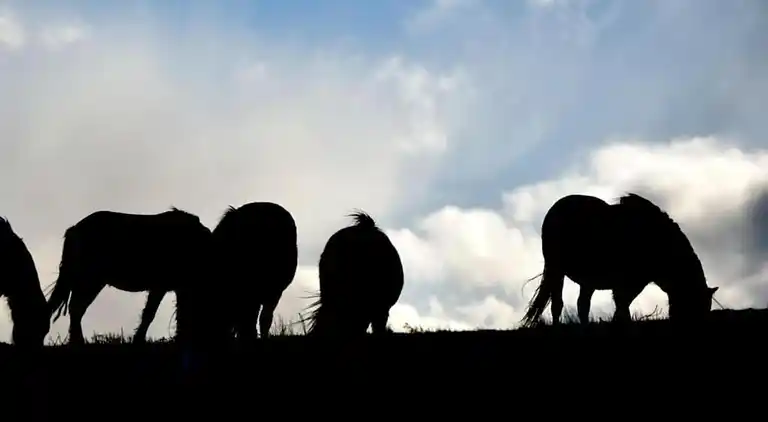 Cottage in Dorrington