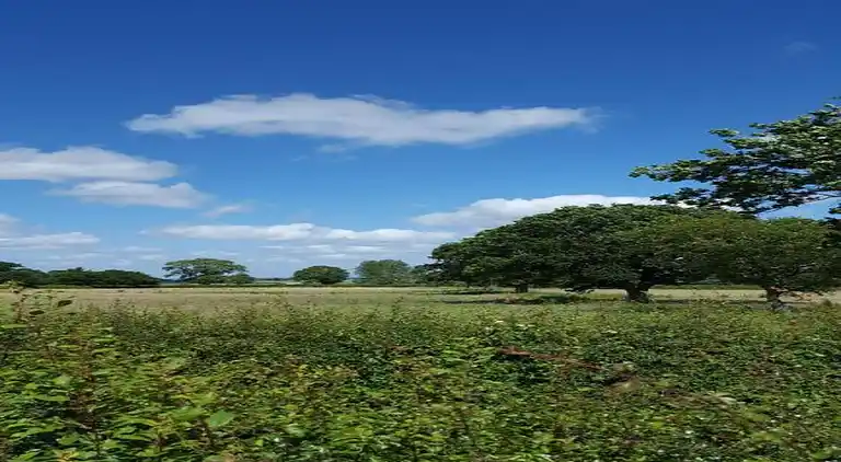 Cottage in Dorrington