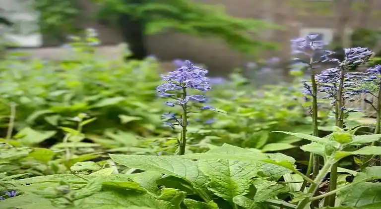 Cottage in Woolton Hill