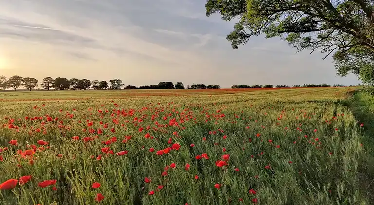 Sommerhus i Krusenhagen