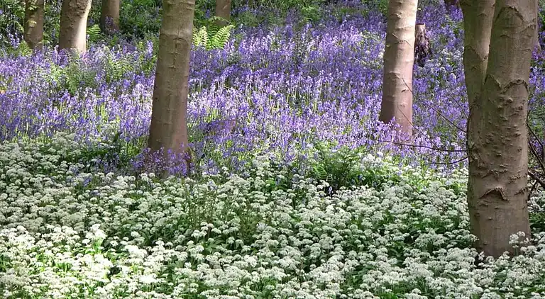 Cottage in Great Ayton