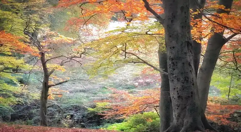 Cottage in Quarnford