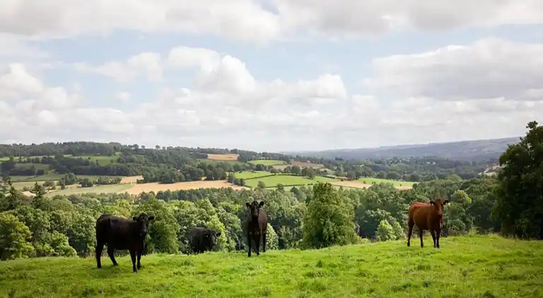 Cottage in Nilston Rigg