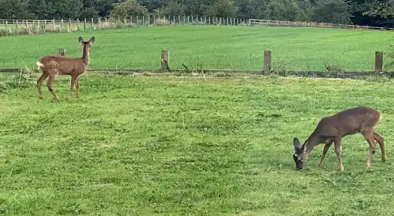 Cottage in Nilston Rigg