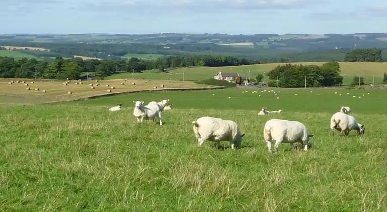 Cottage in Nilston Rigg