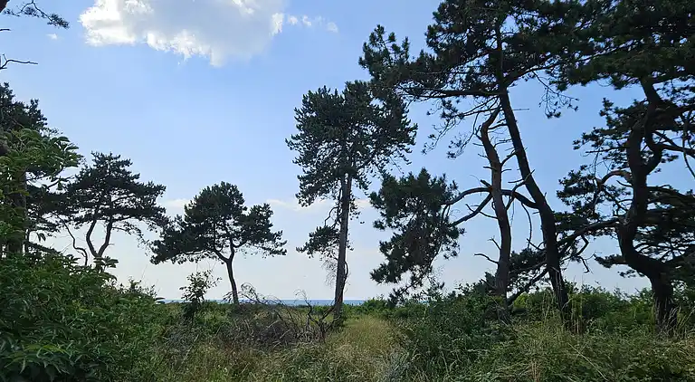 Hyggeligt feriehus kun 300 meter fra Høve Strand