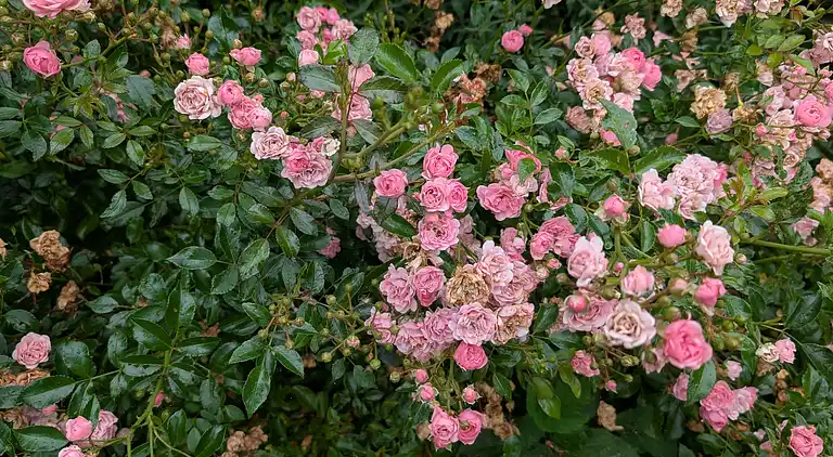 Charmantes Ferienhaus mit großem Garten