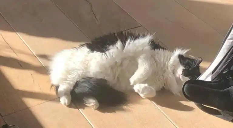 Bungalow i Dobbrikow