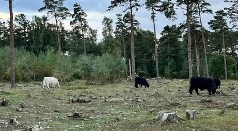 Sommerhus i Millinge