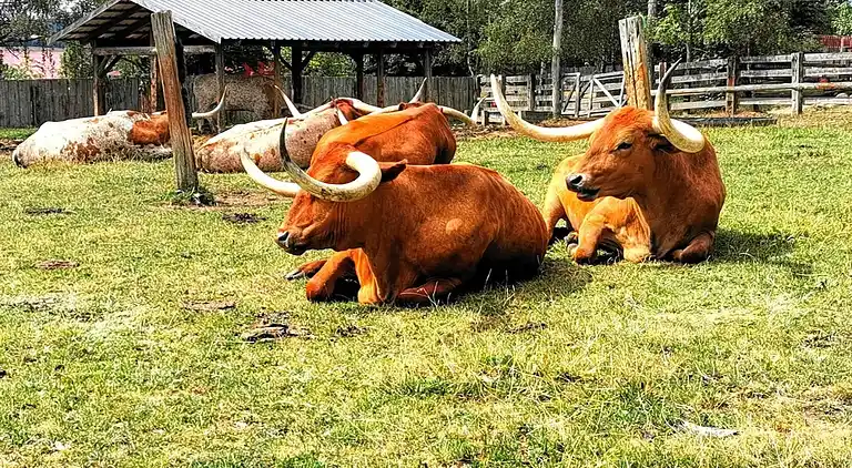 Holiday home in Hasselfelde