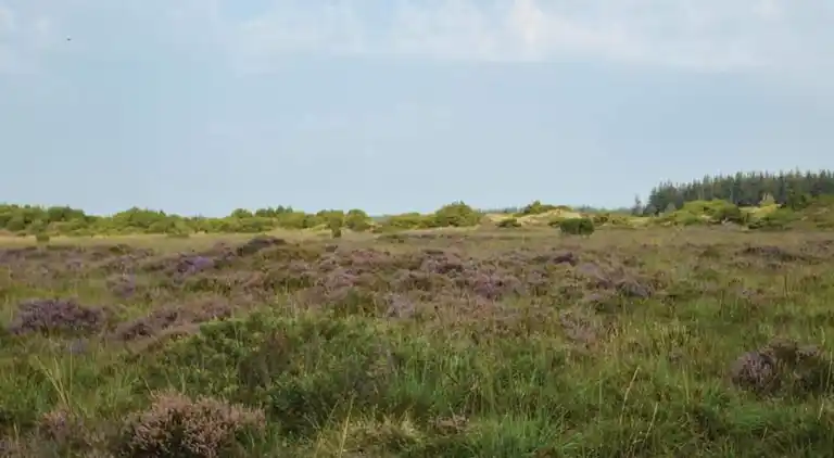 Sommerhus i Branderup J