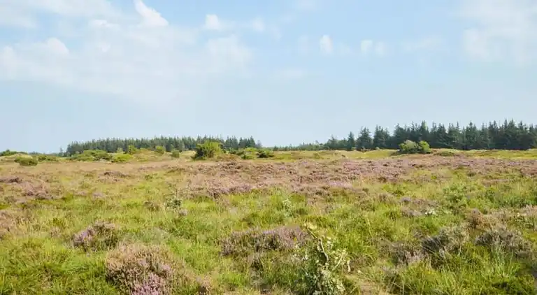 Sommerhus i Branderup J