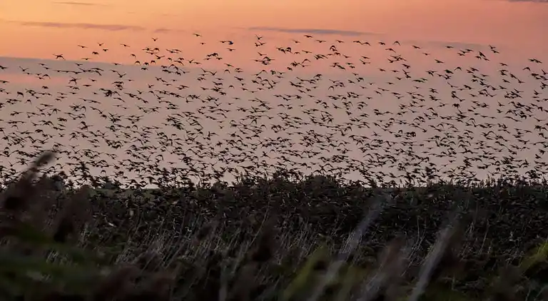 Sommerhus i Kongsmark