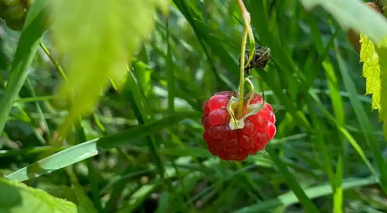 Ferie på eventyrlig naturgrund for børnefamilien