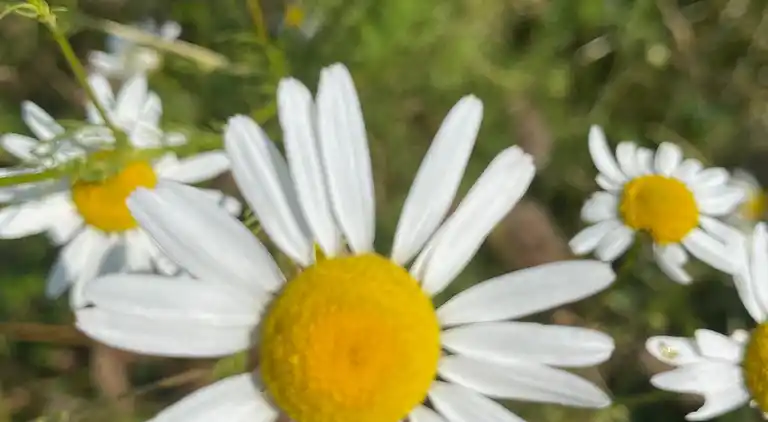Ferie på eventyrlig naturgrund for børnefamilien