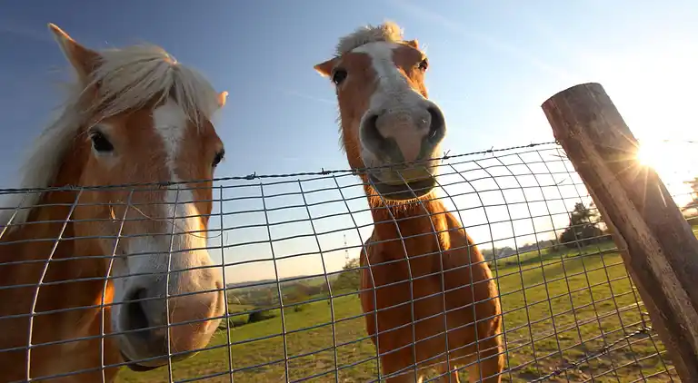 Bungalow i Schin op Geul
