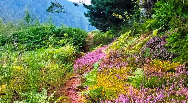 Sommerhus i Reinerzau