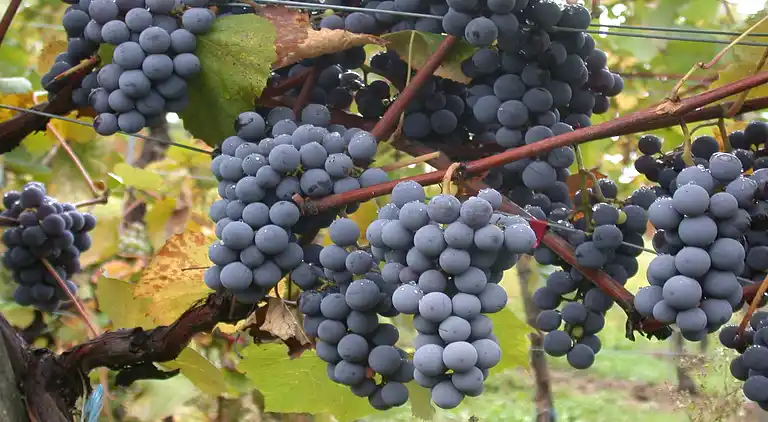 Farm house in Castrotañe