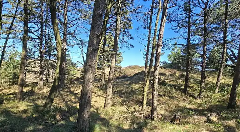 Sommerhus i Kongsmark