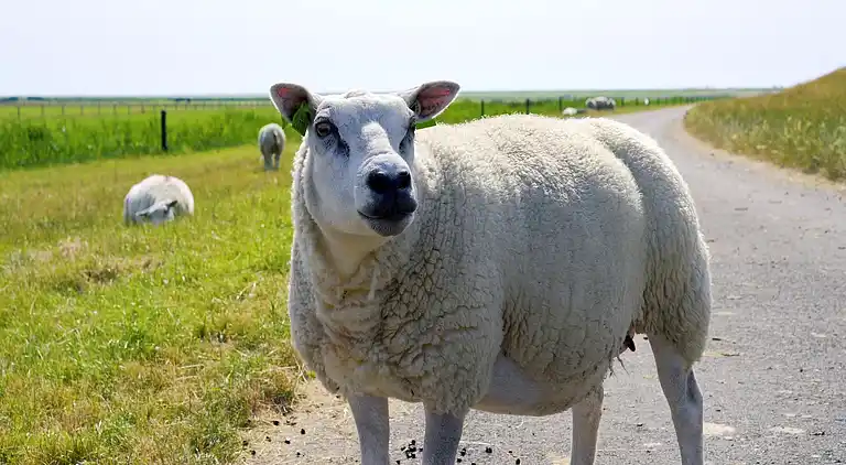 Ferielejlighed i Hollum