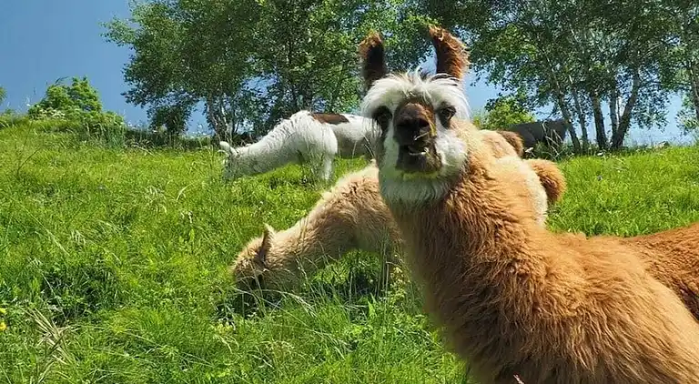 Ferienhaus in Verscio
