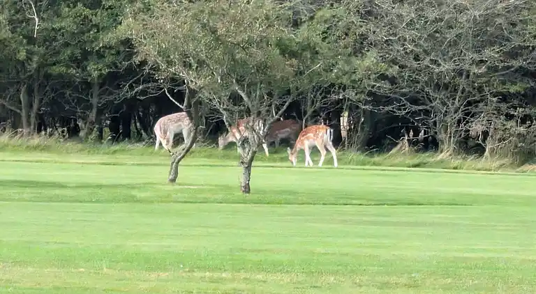 Semesterbostad i Blåvand