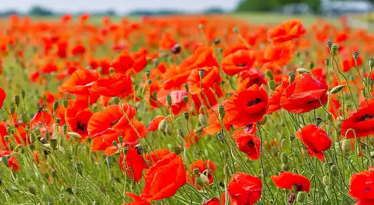 Holiday home in Lansen-Schönau