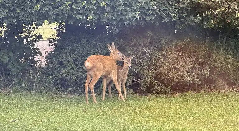 Gemütliches Ferienhaus in Kobæk Strand