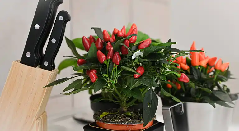 One & Only Apartment mit Seeblick im Zentrum von Como