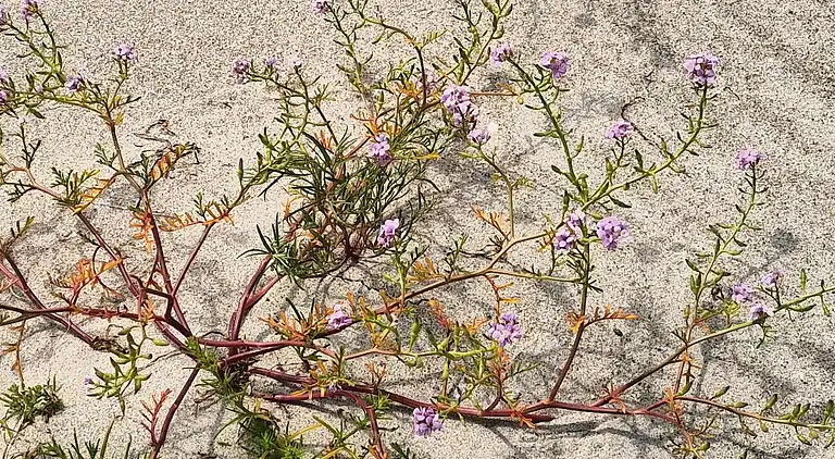 Sommerhus i Idestrup