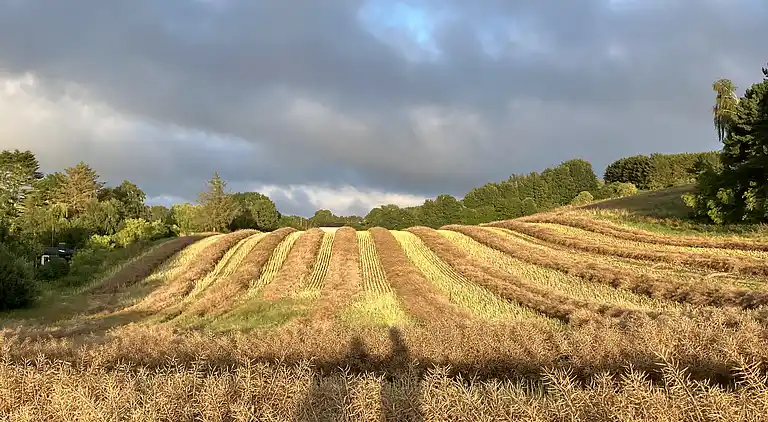 Sommerhushygge ikke langt fra strand og skov