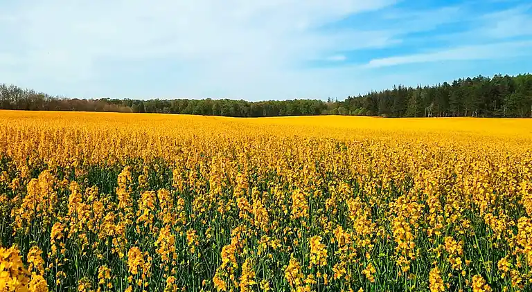 Sommerhus ved Bønnerup Strand