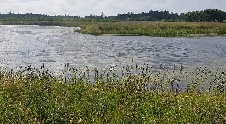 Sommerhus i Jammerbugt