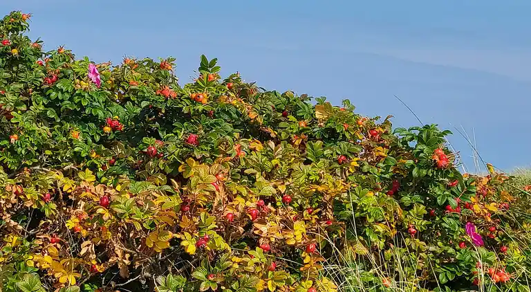 Holiday home in Sæby